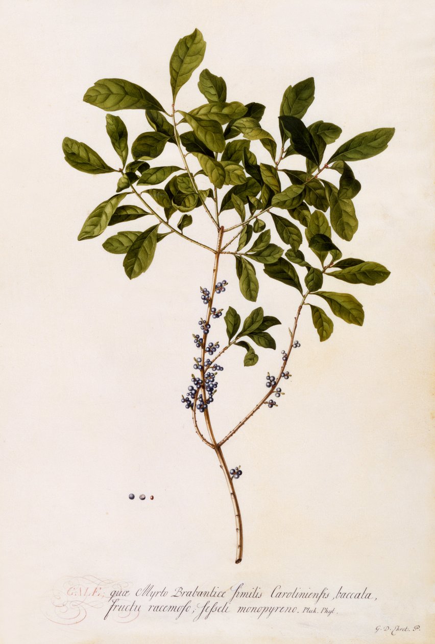 Bayberry or Myrtle by Georg Dionysius Ehret
