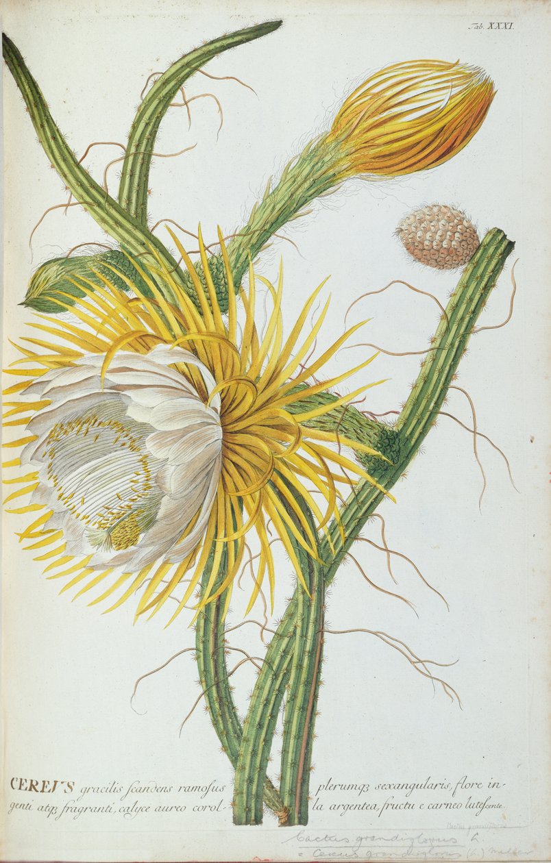 Cactus: Cereus, from Trew