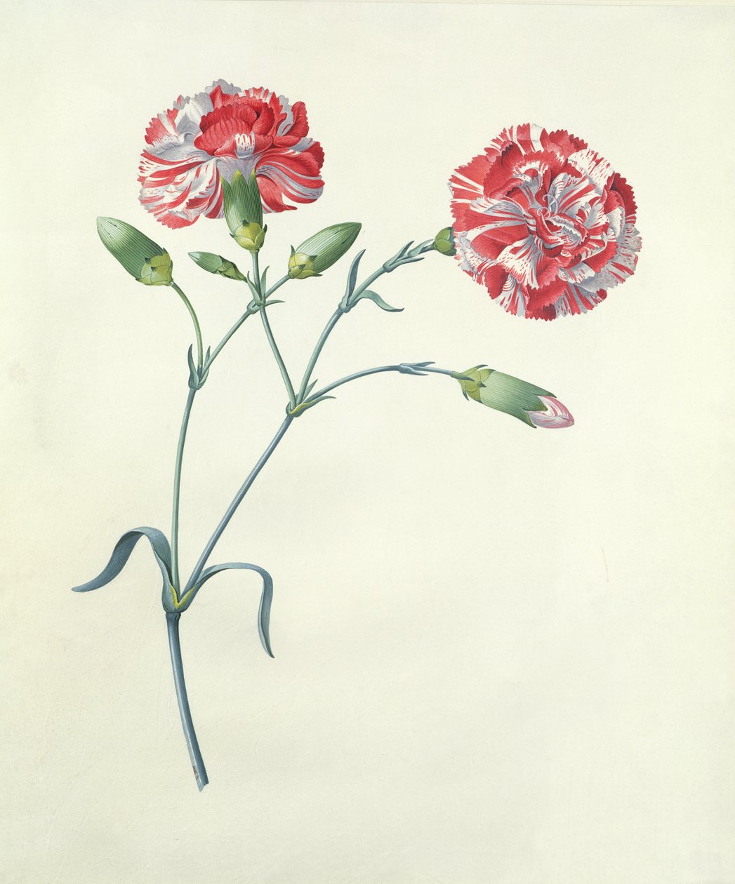 Carnation by Georg Dionysius Ehret