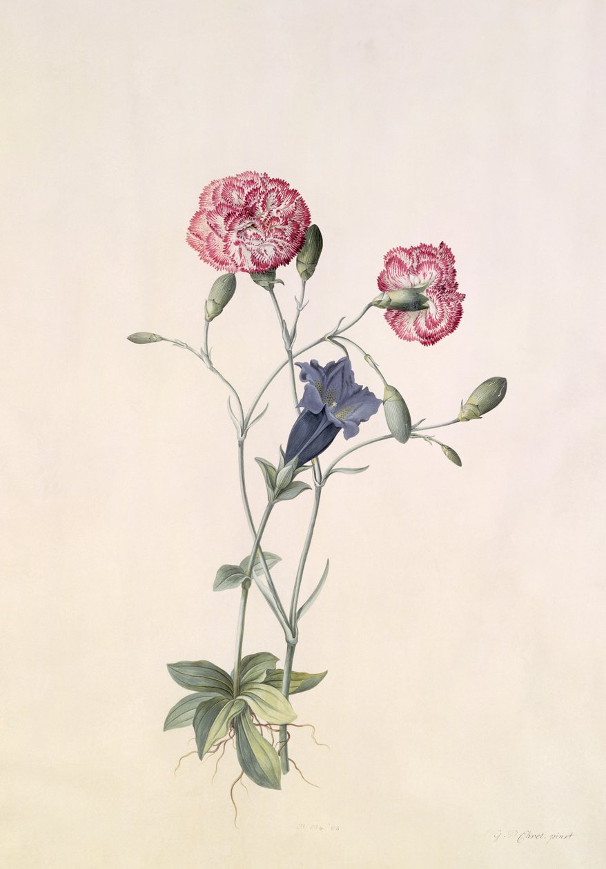 Carnation and Gentian by Georg Dionysius Ehret