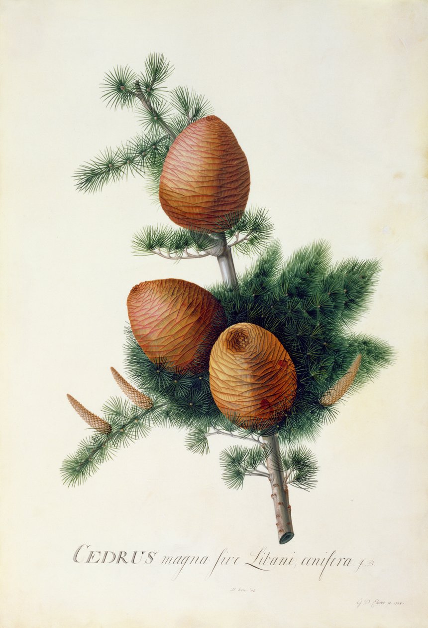 Cedrus Libani, 1744 by Georg Dionysius Ehret
