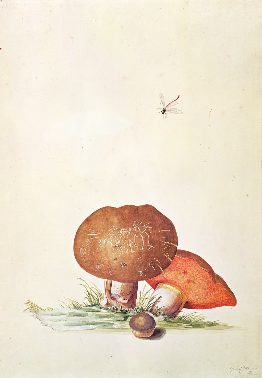Cep Mushroom with Damsel Dragonfly by Georg Dionysius Ehret