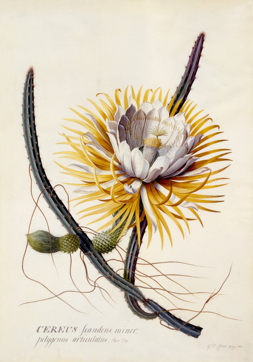 Cereus, Queen of the Night, c.1744 by Georg Dionysius Ehret