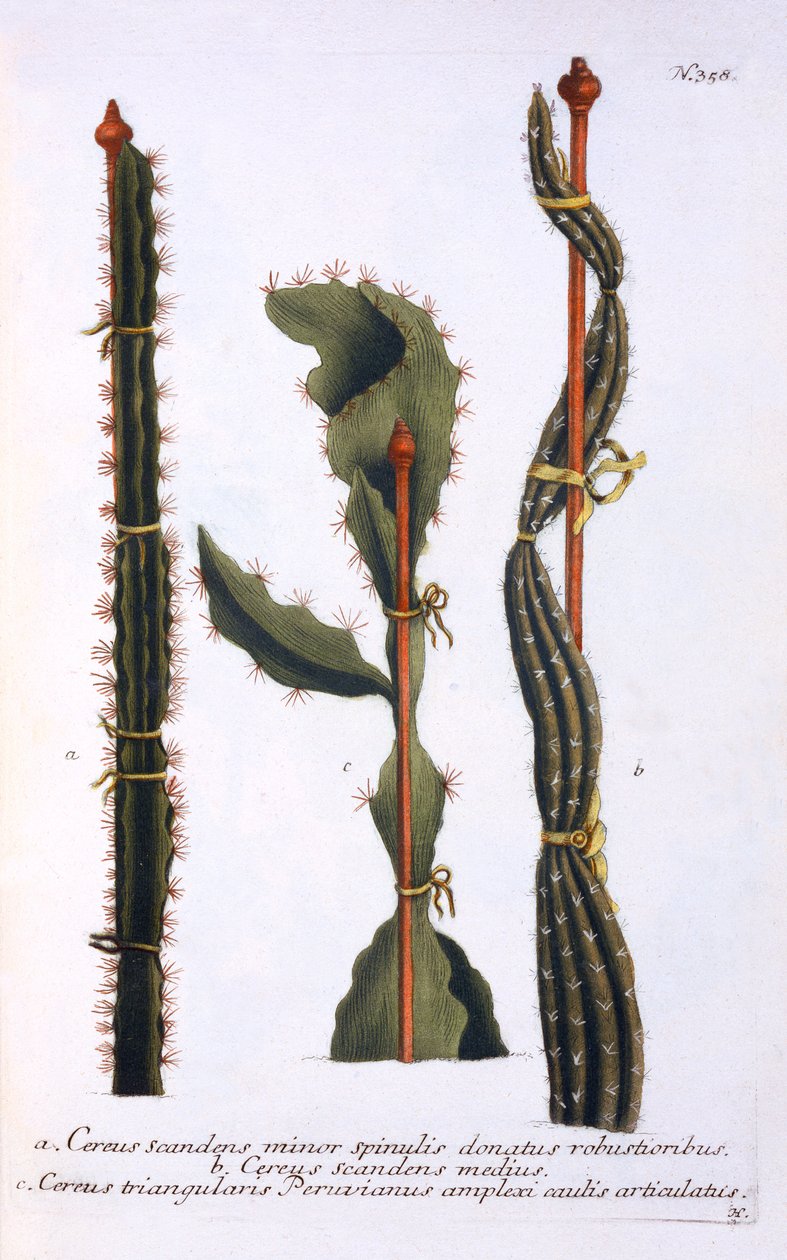 Cereus Scandens Minor, Cereus Scandens Medeus and Triangularis Peruvianus, from 
