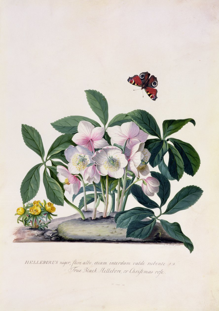 Christmas Rose (Helleborus niger) and Winter Aconite (Eranthis hyemalis) by Georg Dionysius Ehret