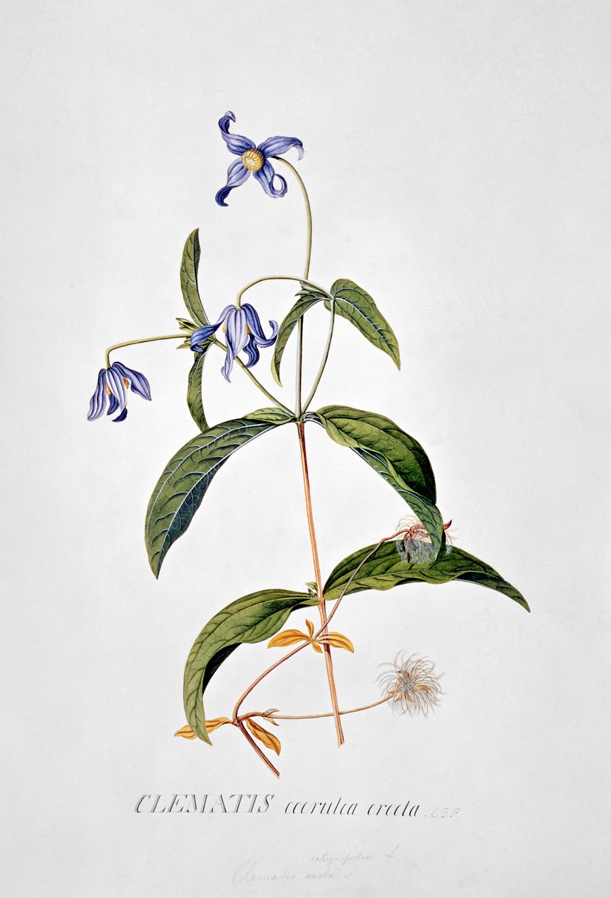 Clematis: Integrafolia by Georg Dionysius Ehret