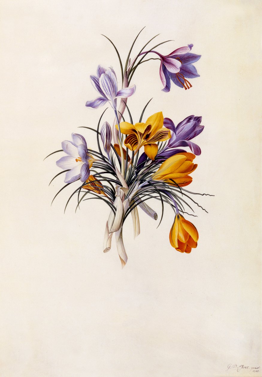 Crocuses, c.1744 by Georg Dionysius Ehret