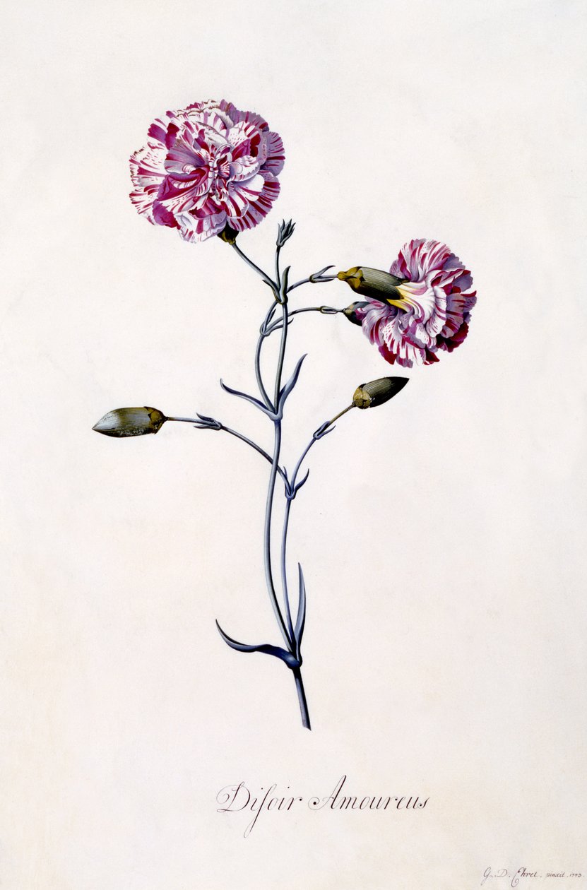 Difor Amourius, Carnation by Georg Dionysius Ehret