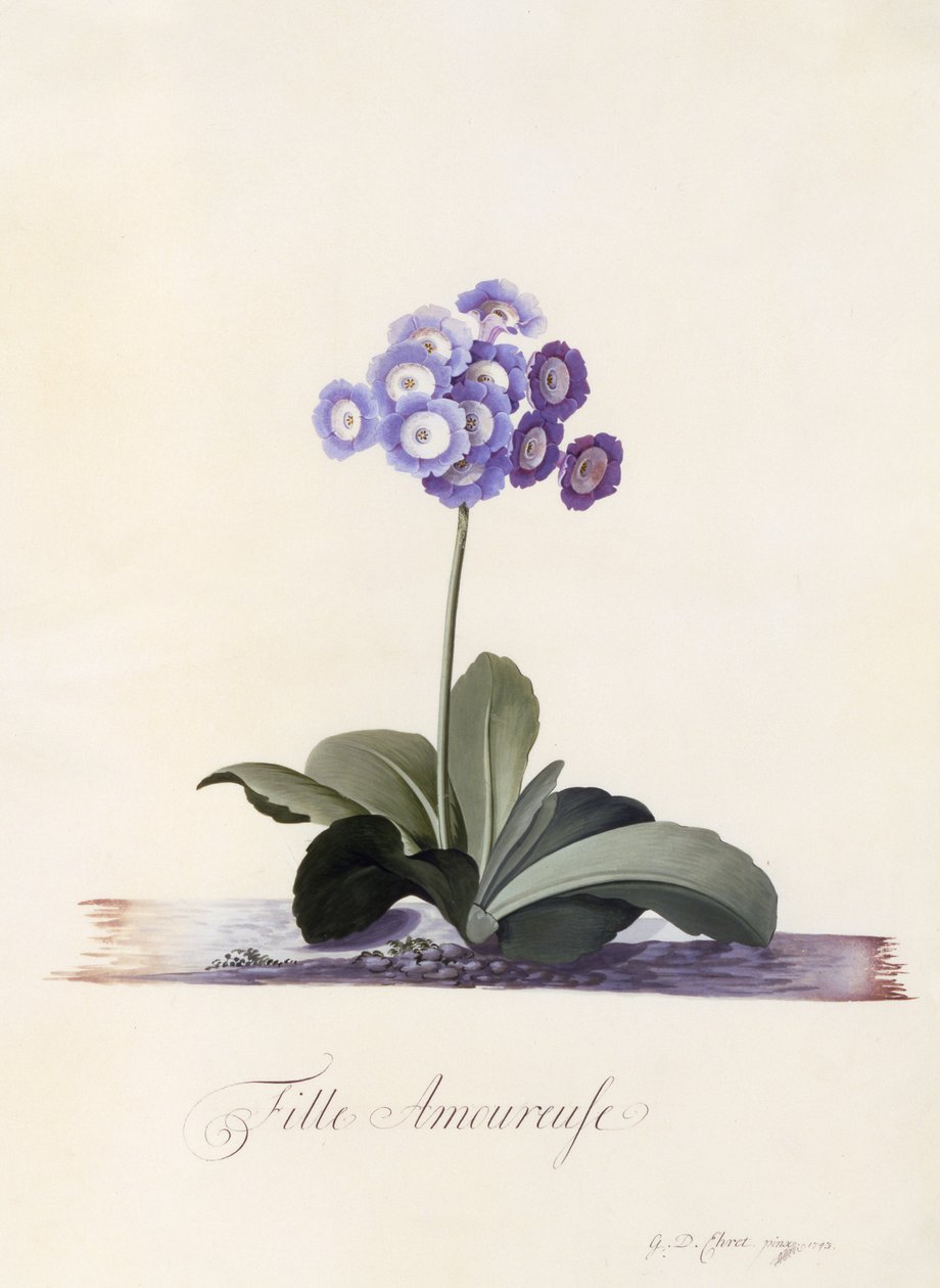 Garden Auricula, Fille Amoureuse, c.1743 by Georg Dionysius Ehret