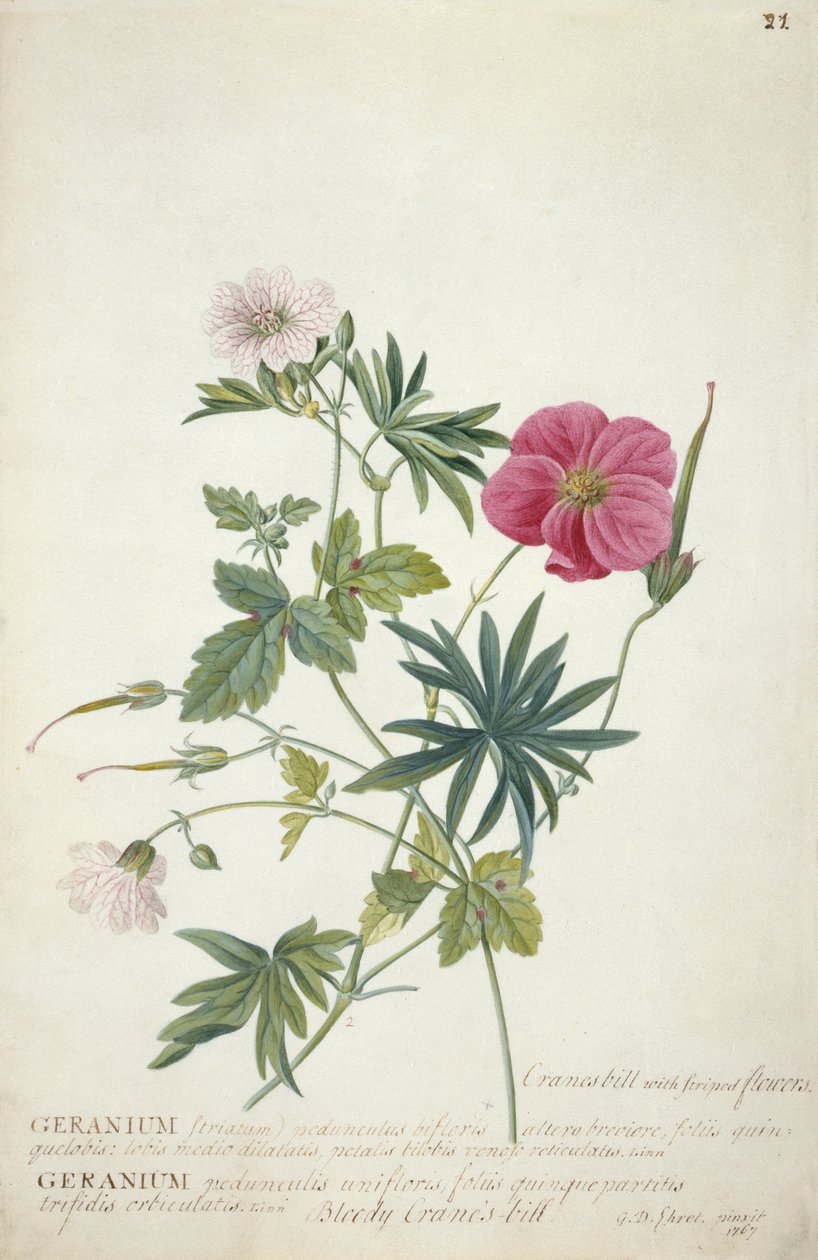 Geranium. Two Intertwined Stems of Different Species, 1767 by Georg Dionysius Ehret