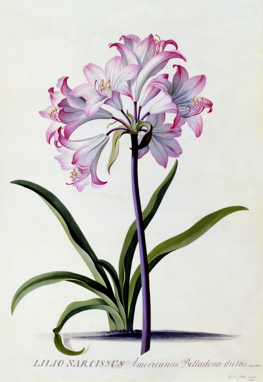 Lilio Narcissus, c.1744 by Georg Dionysius Ehret