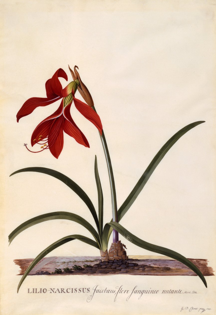 Lilio-Narcissus, Jaobean Lily, c.1743 by Georg Dionysius Ehret