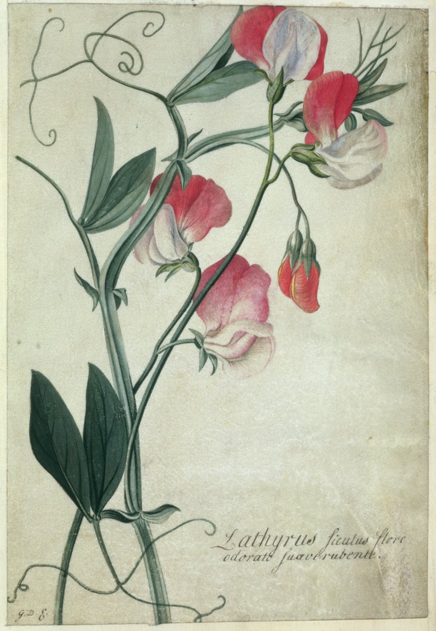 Lathyrus Siculus Flore by Georg Dionysius Ehret