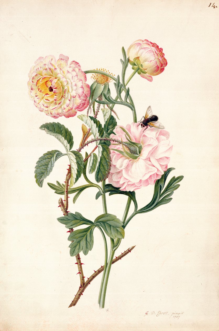 Musk Rose and Anemone, 1767 by Georg Dionysius Ehret