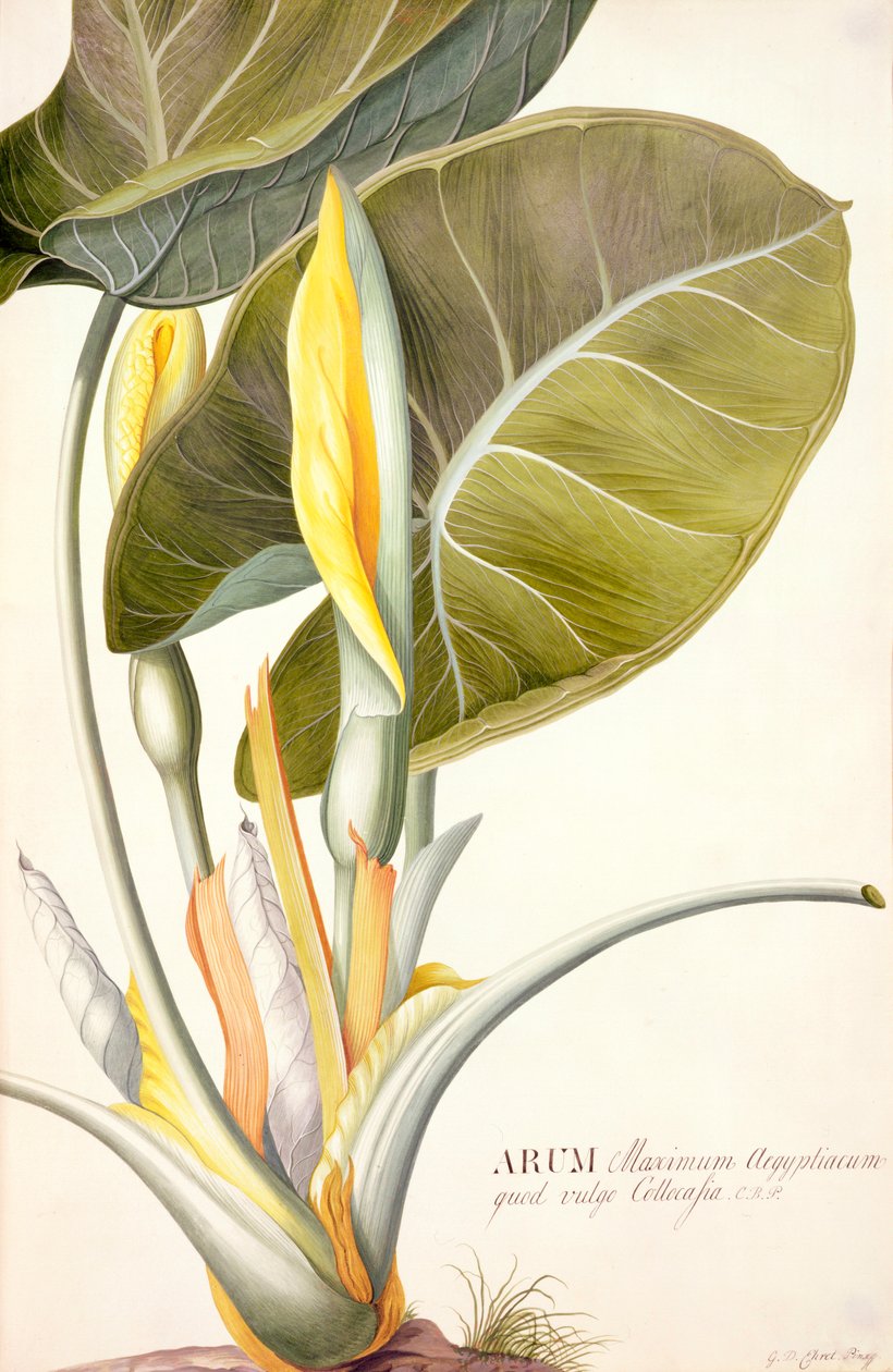 Arum Maximum Aegyptiacum by Georg Dionysius Ehret