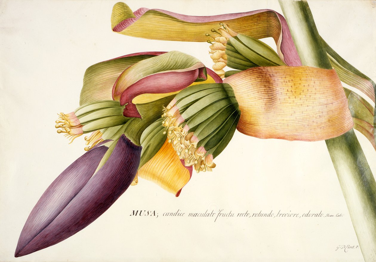 Flower of the Banana Tree (Musa candice maculato fructo) by Georg Dionysius Ehret