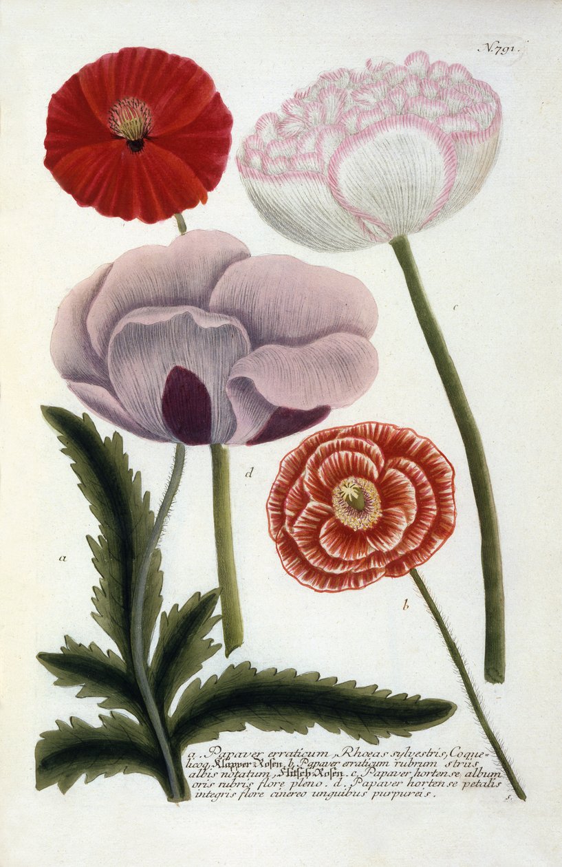 Papaver, from Johann Wilhelm Weinmann