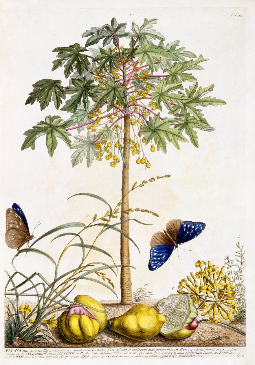 Papaya, c.1748 by Georg Dionysius Ehret