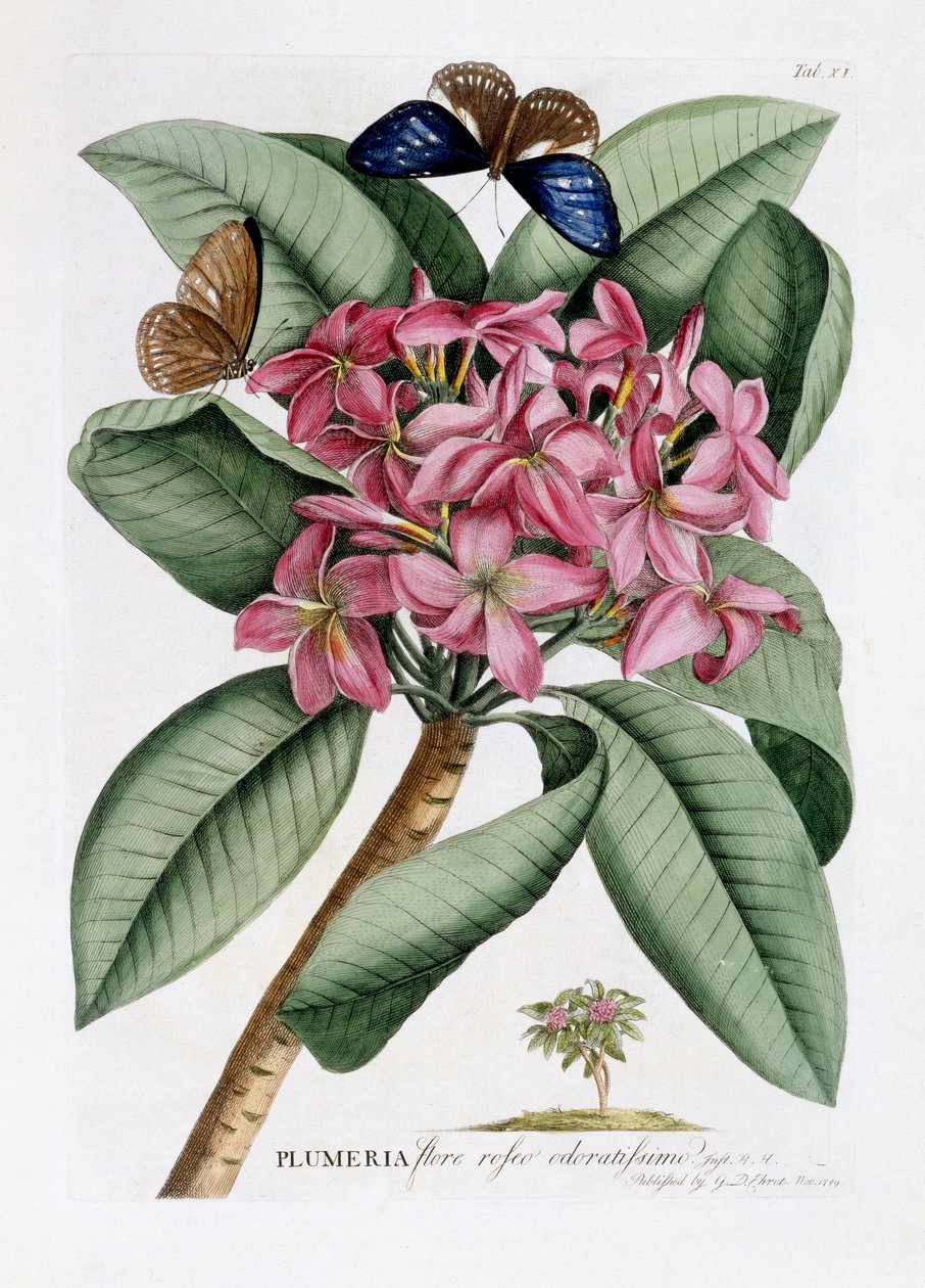 Plumeria, c.1749 by Georg Dionysius Ehret