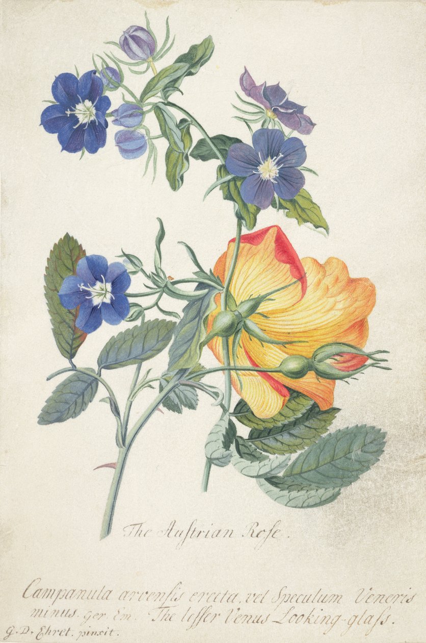 The Austrian Rose, Intertwined Spray of the Two Separate Species by Georg Dionysius Ehret