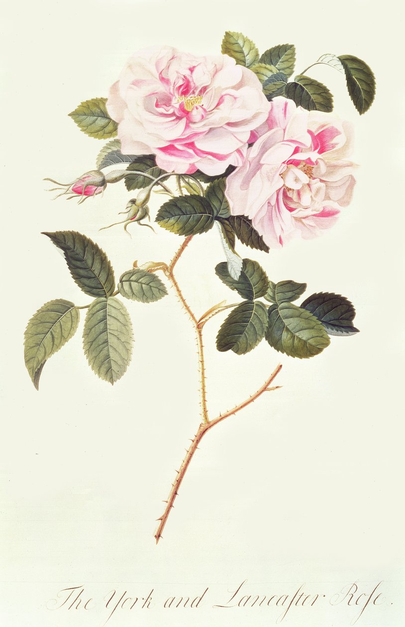 The York and Lancaster Rose by Georg Dionysius Ehret