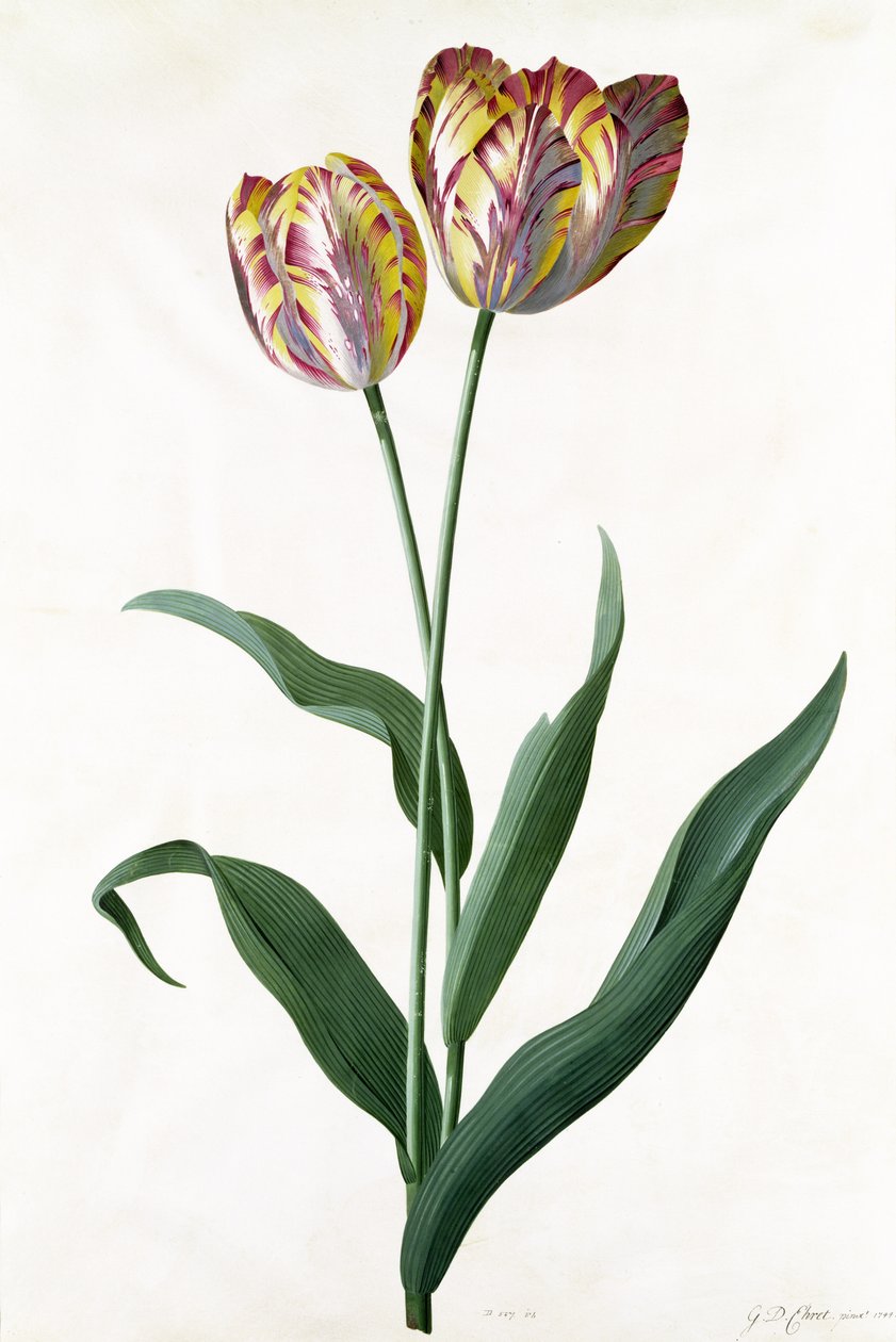 Tulip Tulip by Georg Dionysius Ehret