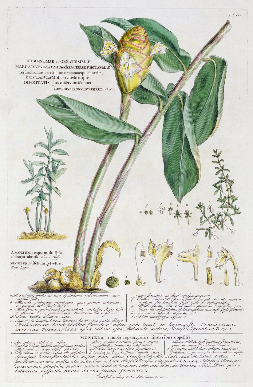 Zingiber latifolium and Amomum, 1754 by Georg Dionysius Ehret
