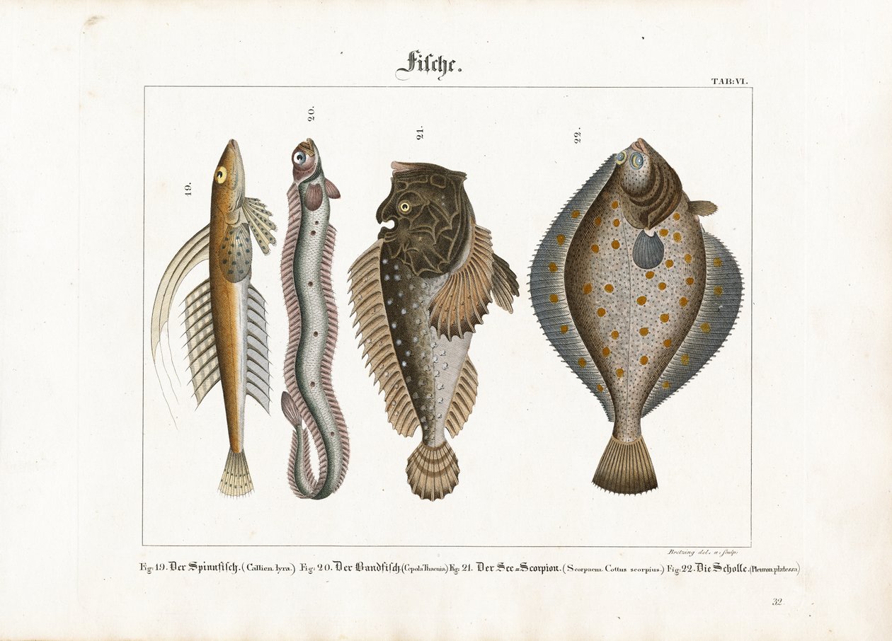 Marine Fishes: Dragonet, Red Bandfish, Scorpionfish and Plaice by Georg Bretzing