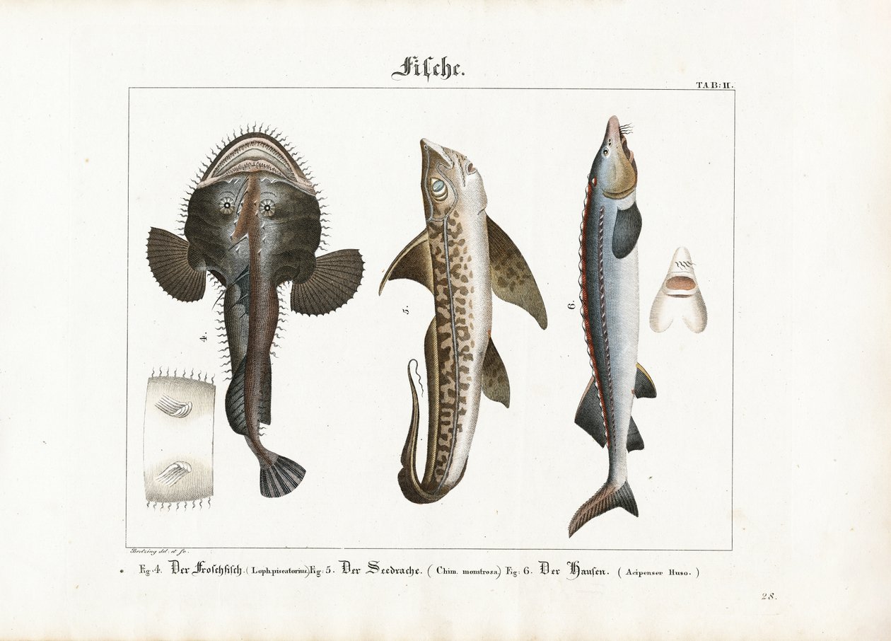 Marine Fishes: Anglerfish, Rabbit Fish and Beluga Sturgeon by Georg Bretzing