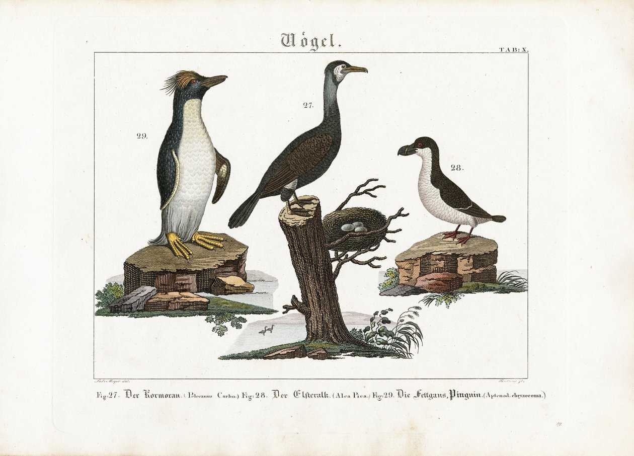 Seabirds: Great Cormorant, Northern Fulmar, and Macaroni Penguin by Georg Bretzing