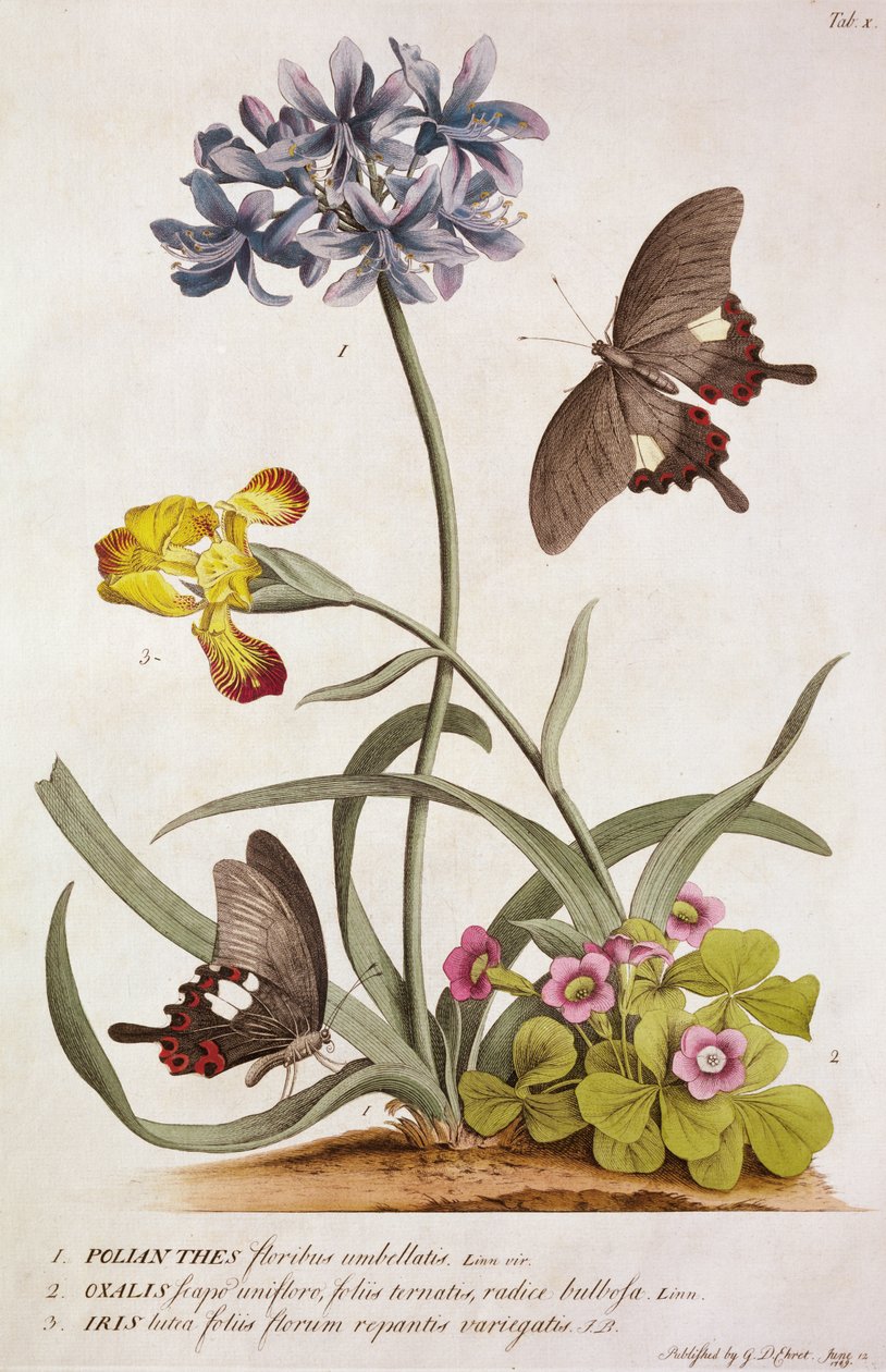 Agapanthus Africanus, Iris Variegata and a Species of Oxalis, from "Plantae et Papiliones Rariores" by Georg Dionysius Ehret