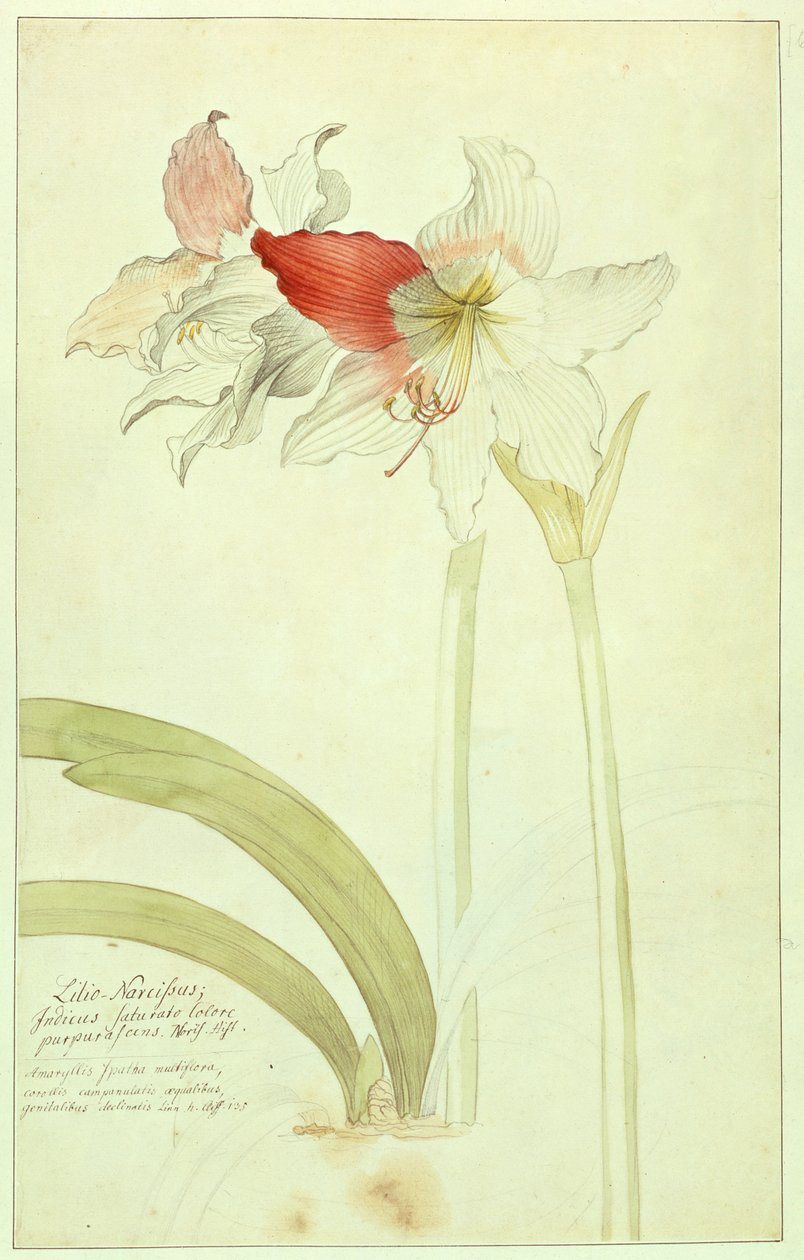 Amaryllis: Lilio-Narcissus, Indicus by Georg Dionysius Ehret