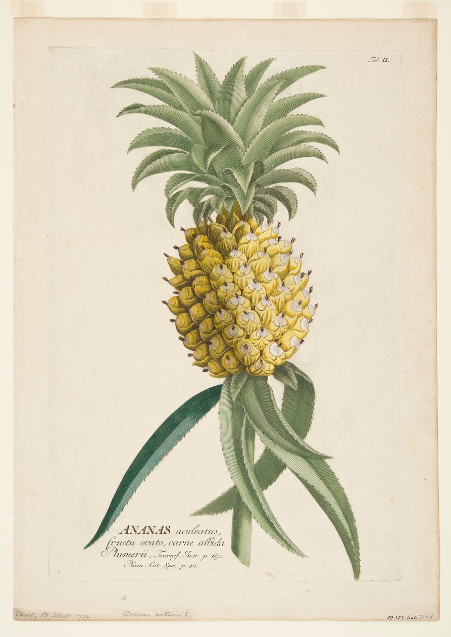 Ananas Sativus, Pineapple, c. 1740-1770 by Georg Dionysius Ehret