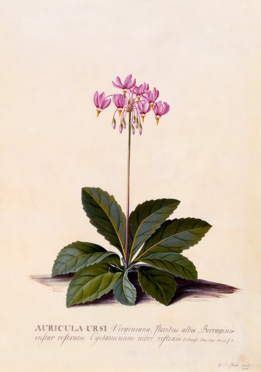 Aricula Ursi Shooting Star, c. 1744 hand coloured engraving by "Georg Dionysius Ehret