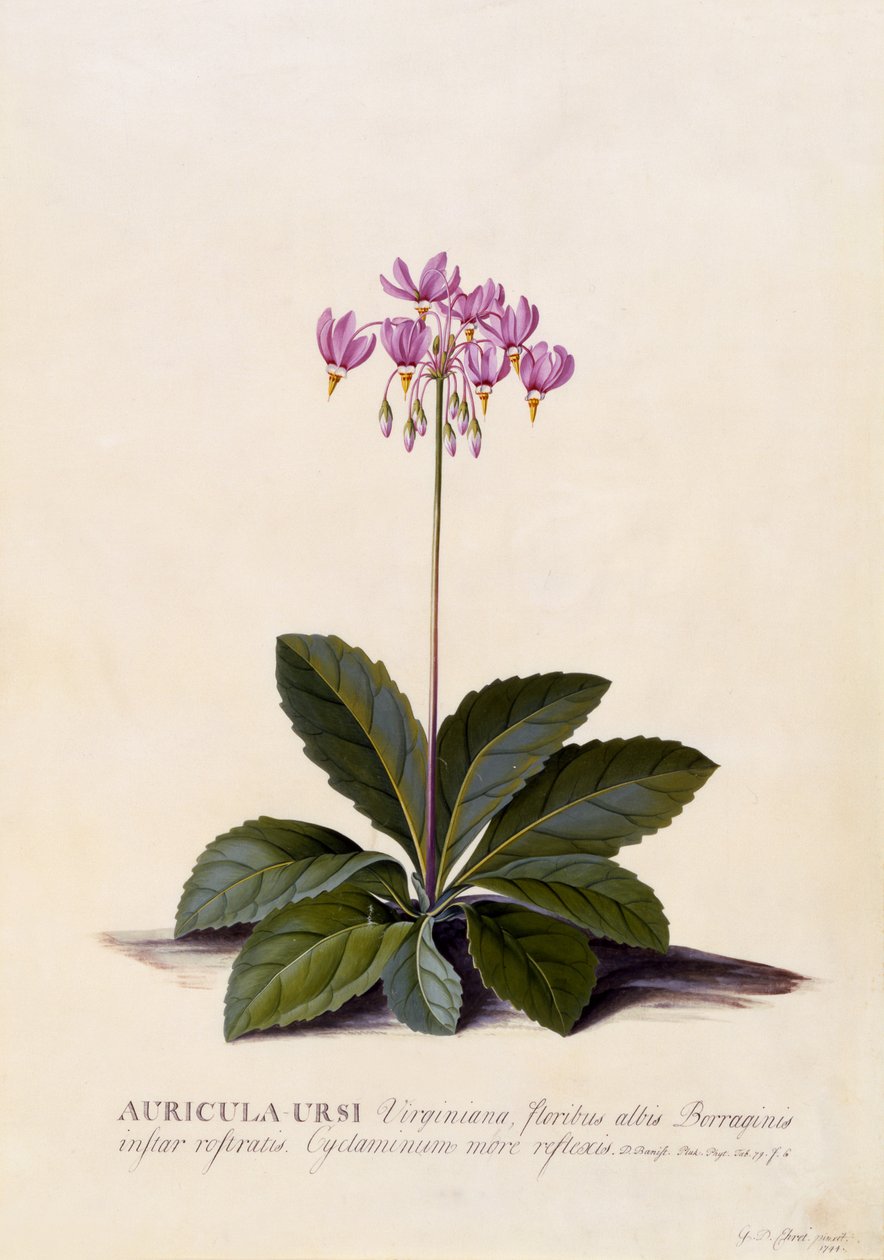 Aricula ursi, Shooting Star by Georg Dionysius Ehret