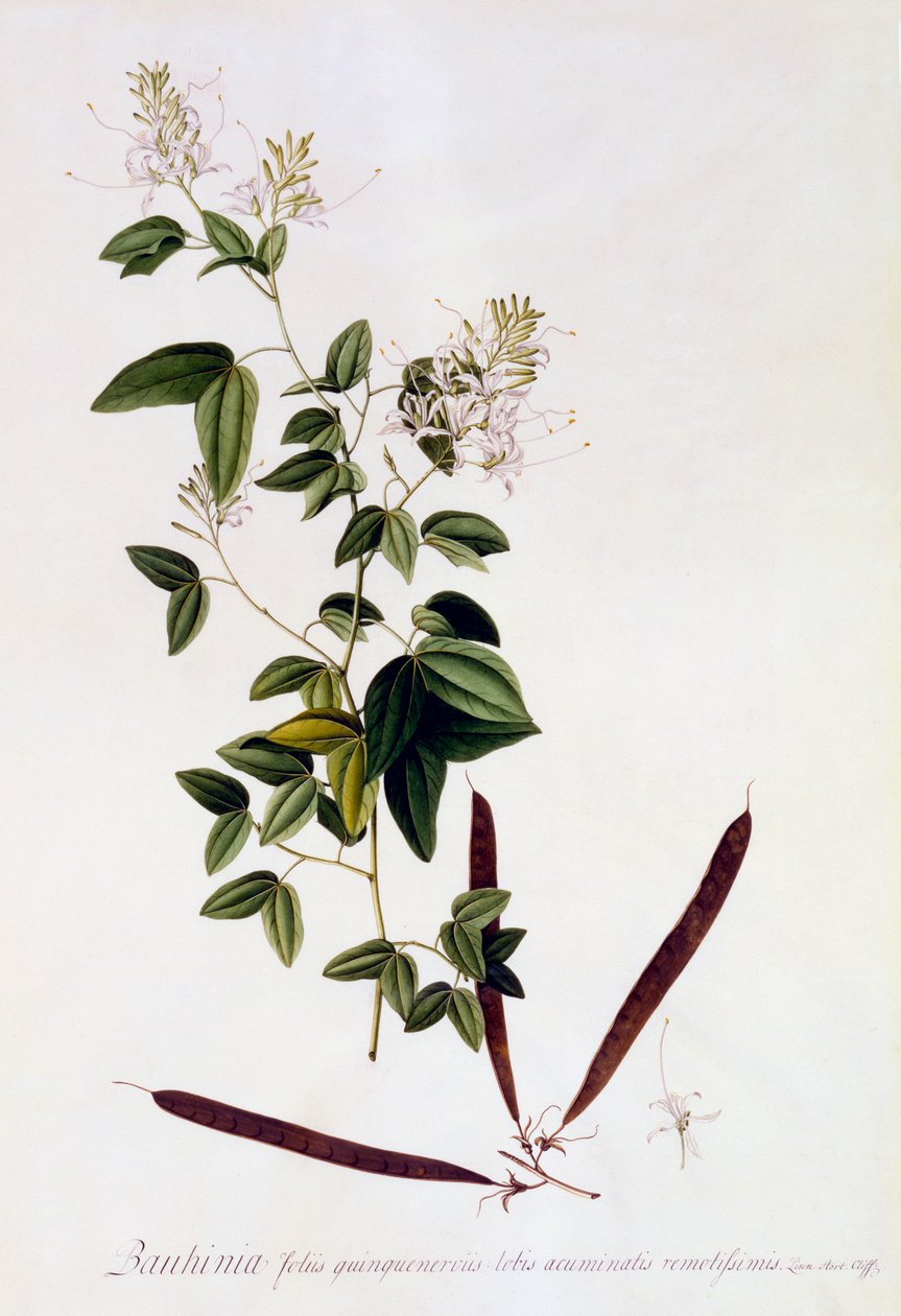 Bauhinia by "Georg Dionysius Ehret