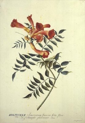 Bignonia americana by Georg Dionysius Ehret