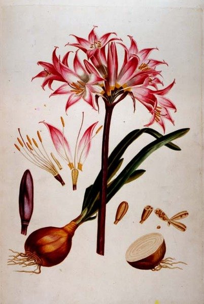 Botanical plate from 