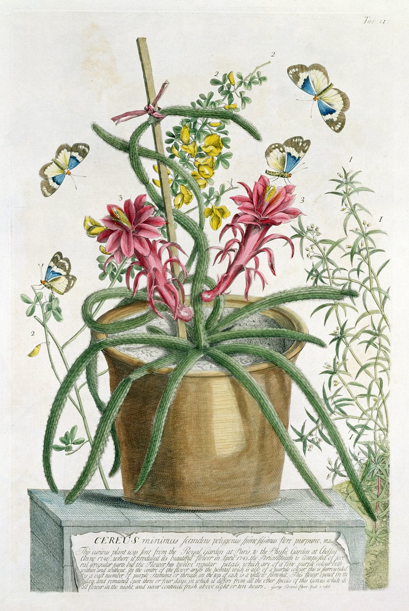 Cereus Minimus by Georg Dionysius Ehret