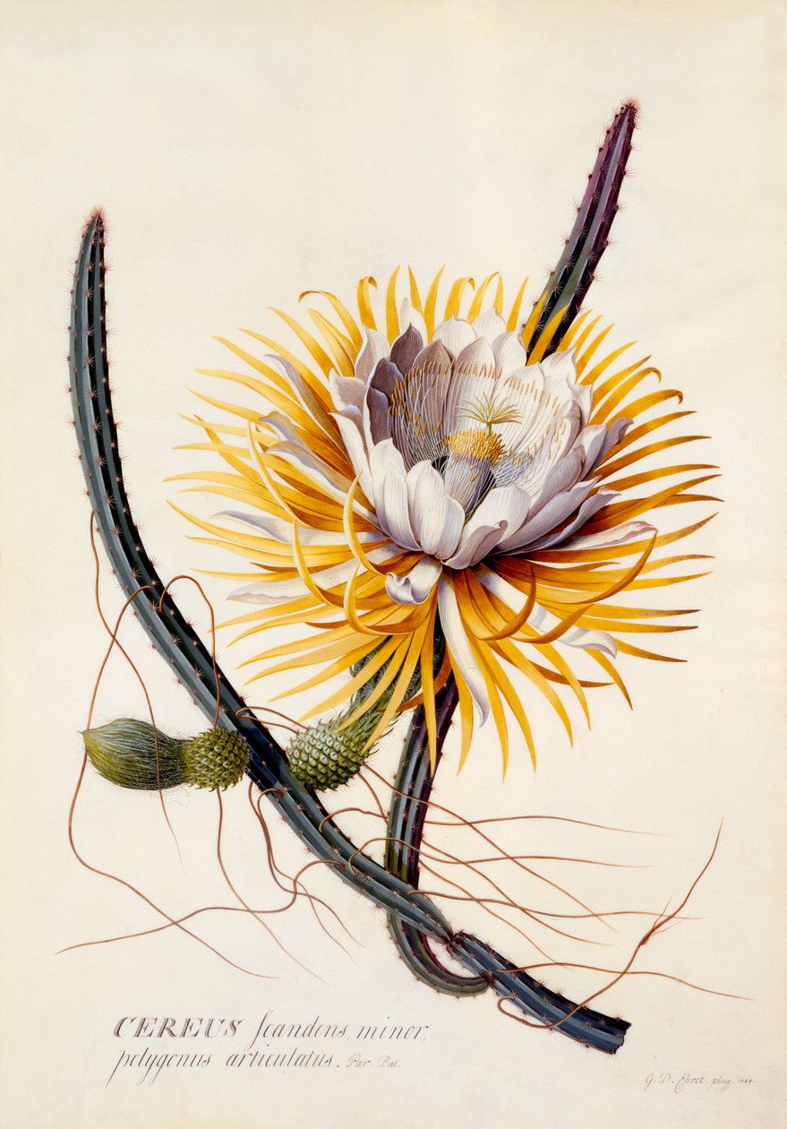Cereus Queen of the Night, hand coloured engraving by "Georg Dionysius Ehret