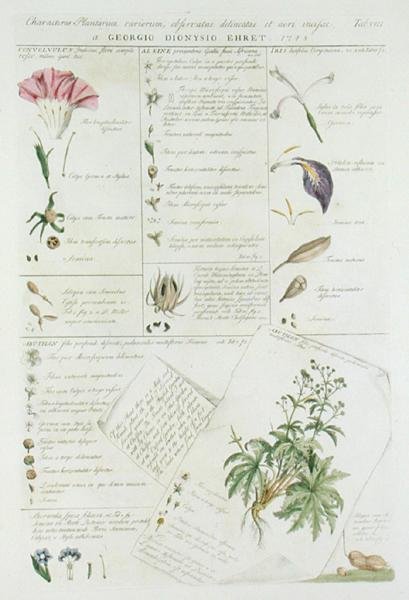 Characters of Flowers, from 