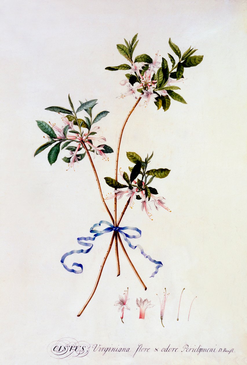 Cistus Virginiana, c. 1743 hand coloured engraving by "Georg Dionysius Ehret