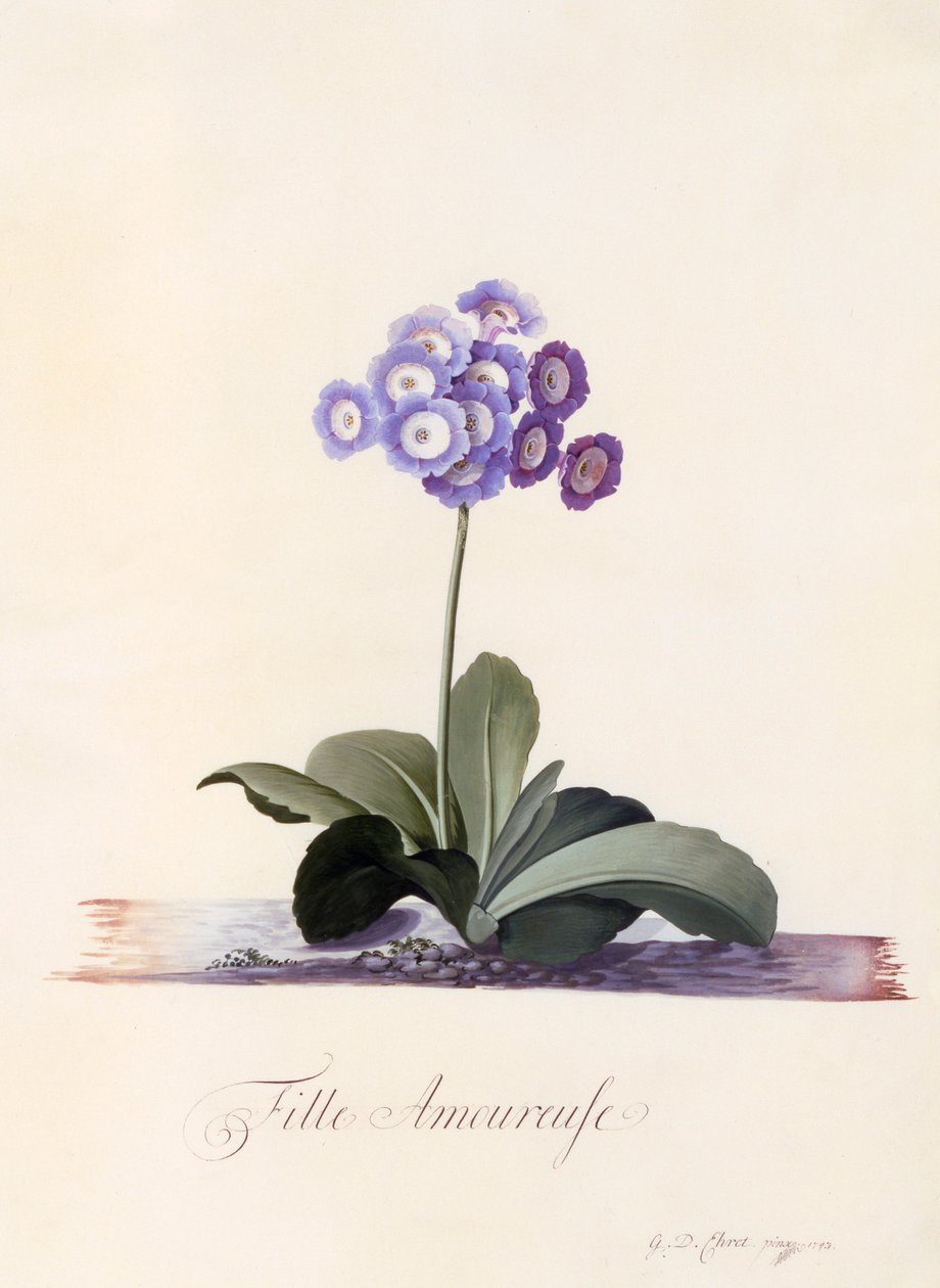 Garden Auricula Fille Amoureuse, hand coloured engraving by "Georg Dionysius Ehret