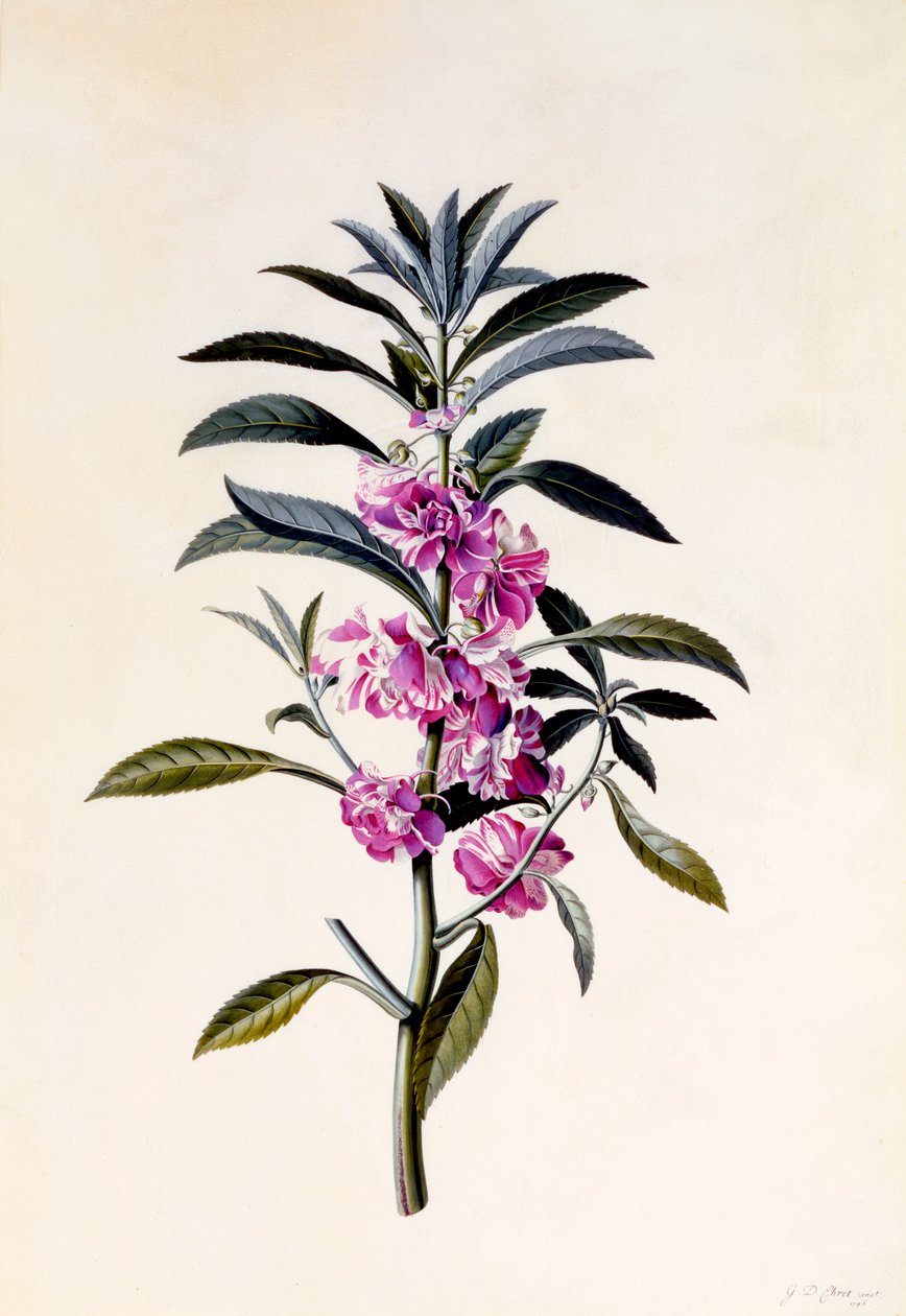 Garden Balsam Impatiens Balsamina, hand coloured engraving by "Georg Dionysius Ehret