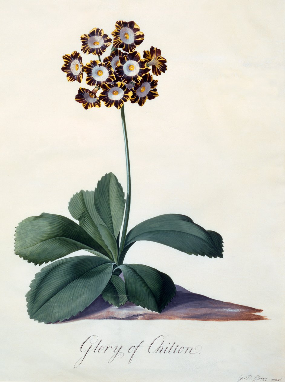Glory of Chilton (hand coloured engraving) by "Georg Dionysius Ehret