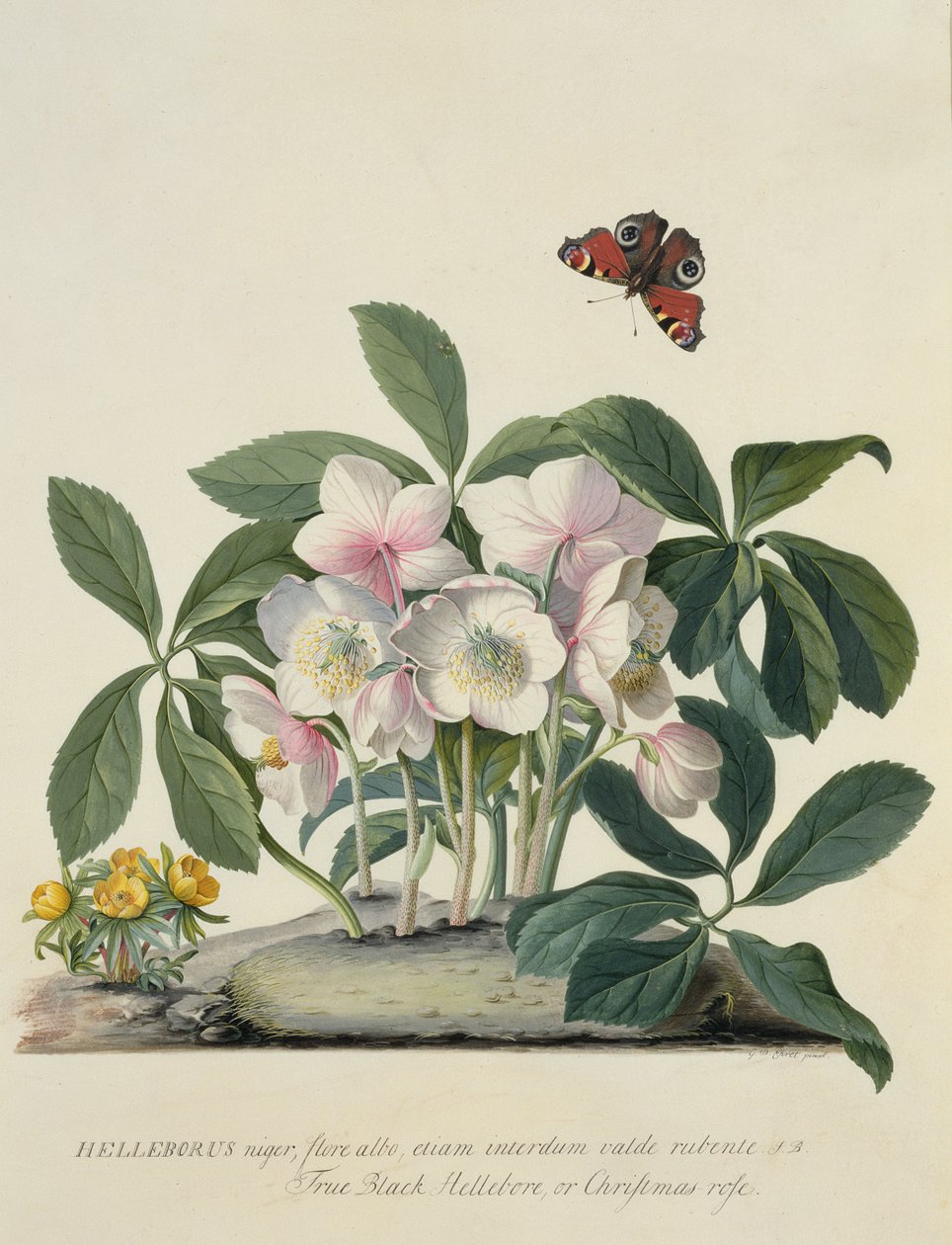 Helleborus Niger by Georg Dionysius Ehret