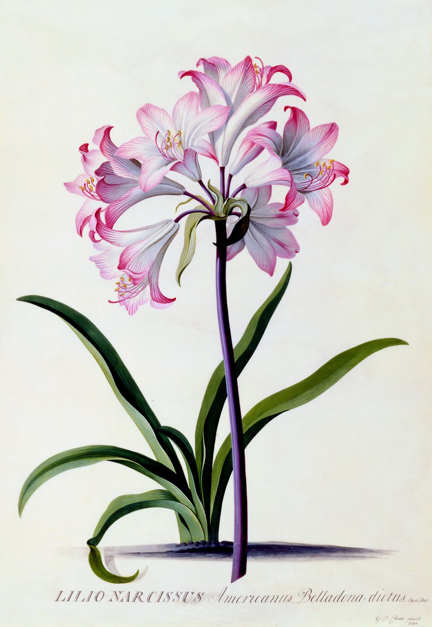 Lilio Narcissus by "Georg Dionysius Ehret