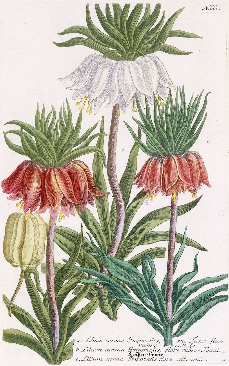 Lilium corona Imperialis by Georg Dionysius Ehret