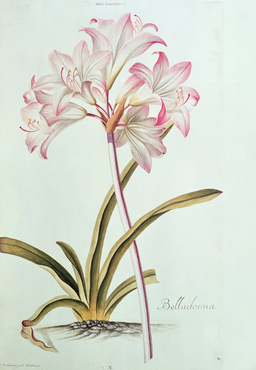 Lily: Lilium belladonna, from Trew
