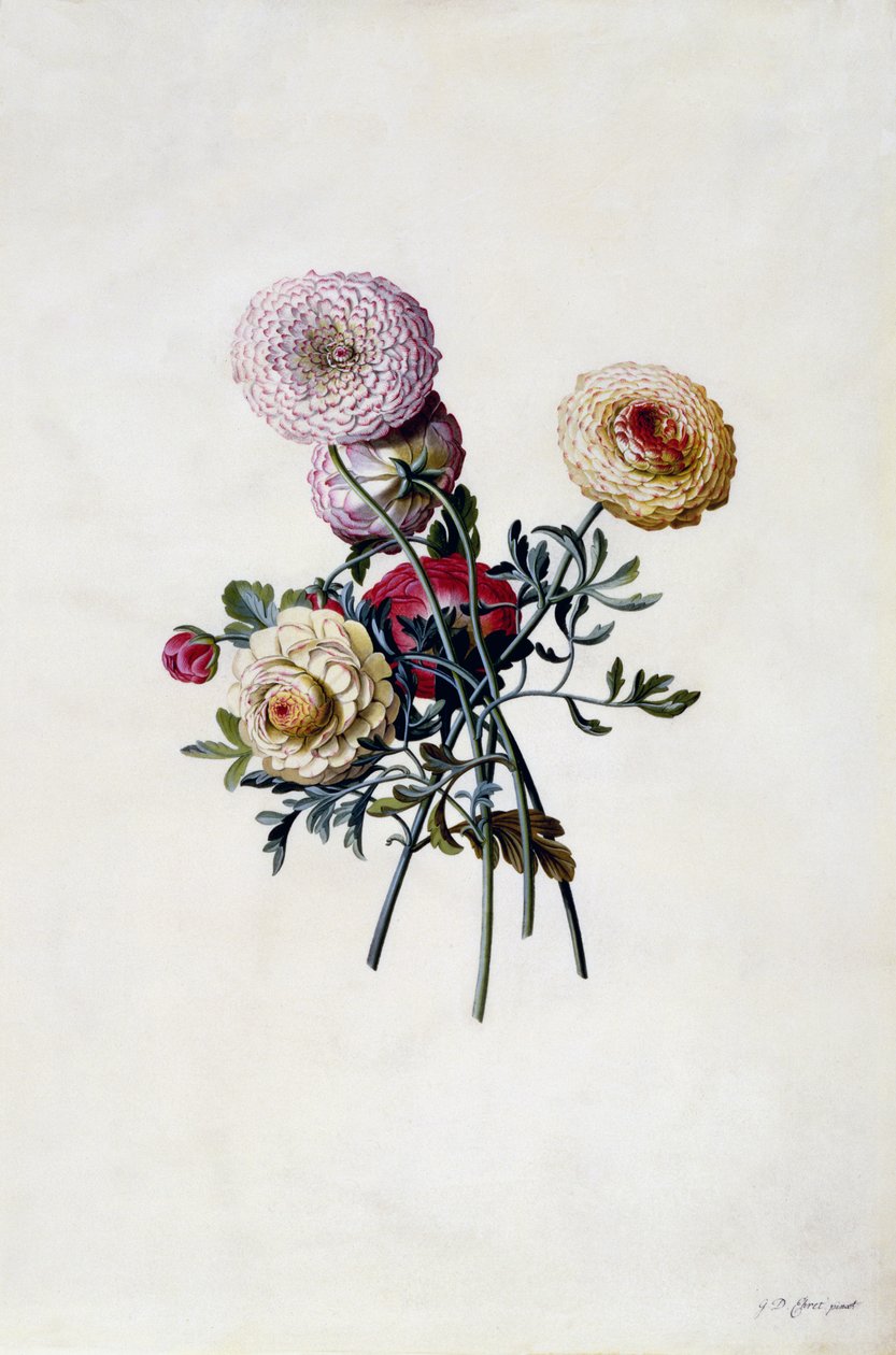 Mixed Ranunculas by Georg Dionysius Ehret